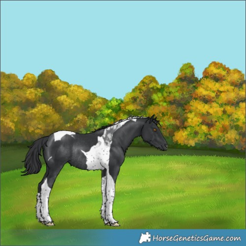 Horse Color:Black Tobiano Rabicano 