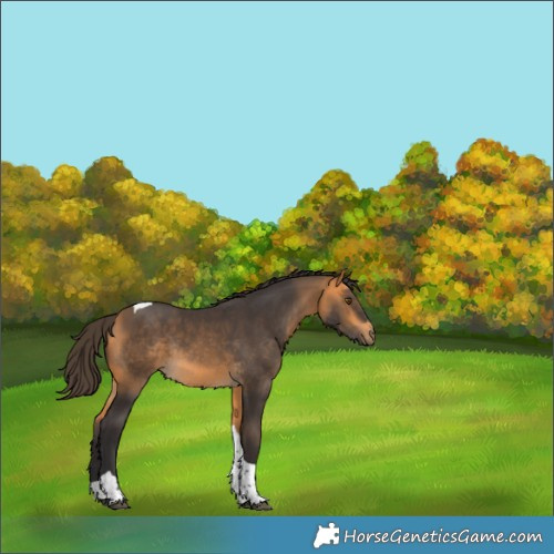 Horse Color:Buckskin Tobiano Rabicano 