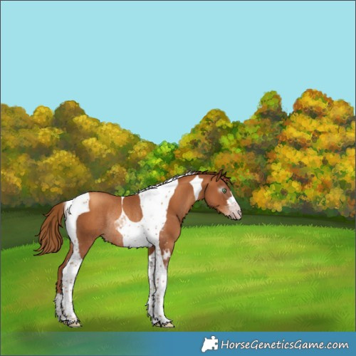 Horse Color:Gray Gold Champagne Tobiano Rabicano 