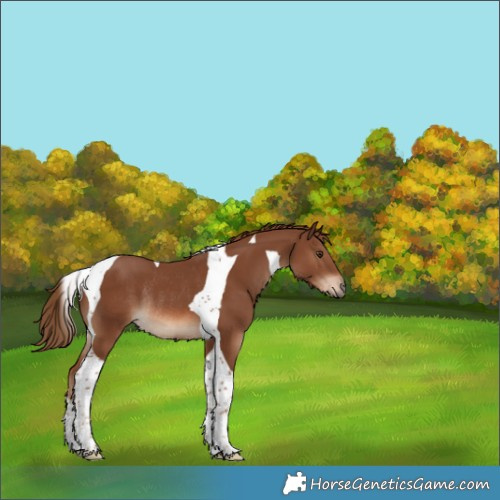 Horse Color:Chestnut Tobiano Rabicano 