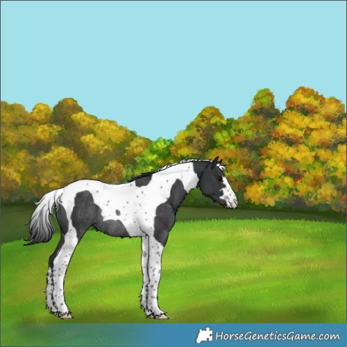 Horse Color:Black Tobiano Rabicano 