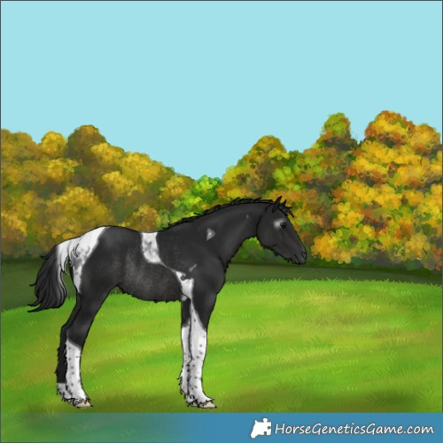 Horse Color:Gray Black Tobiano Rabicano 