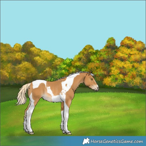 Horse Color:Palomino Tobiano Rabicano 