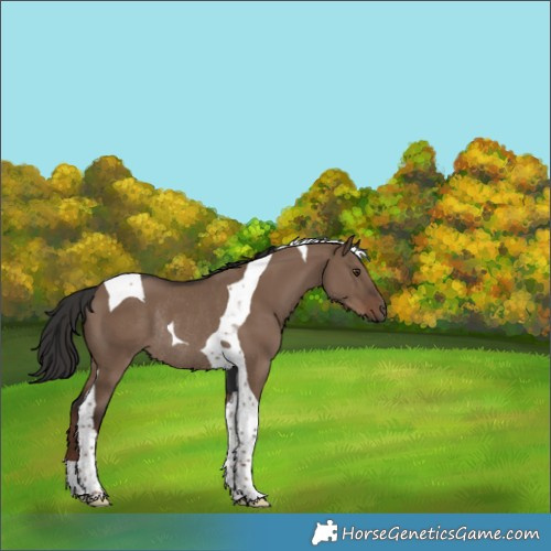 Horse Color:Liver Red Dun Tobiano Rabicano 
