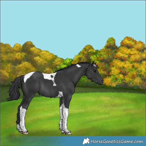 Horse Color:Black Tobiano Rabicano 
