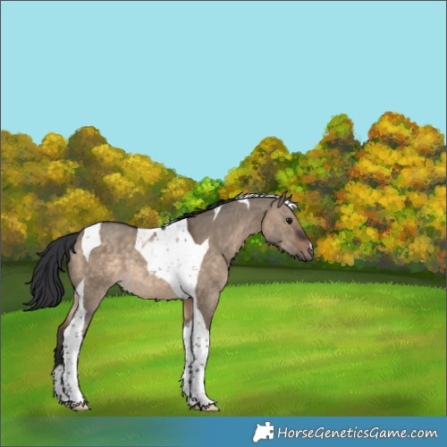 Horse Color:Brown Dun Tobiano Rabicano 