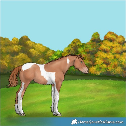 Horse Color:Gold Champagne Tobiano Rabicano 
