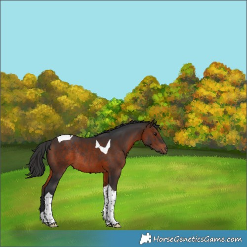 Horse Color:Brown Tobiano Rabicano 