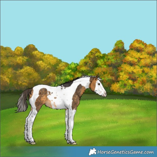 Horse Color:Buckskin Splash Tobiano Rabicano 