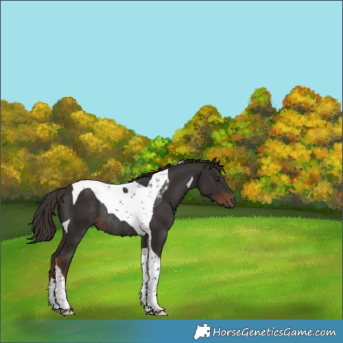 Horse Color:Liver Chestnut Tobiano Rabicano 