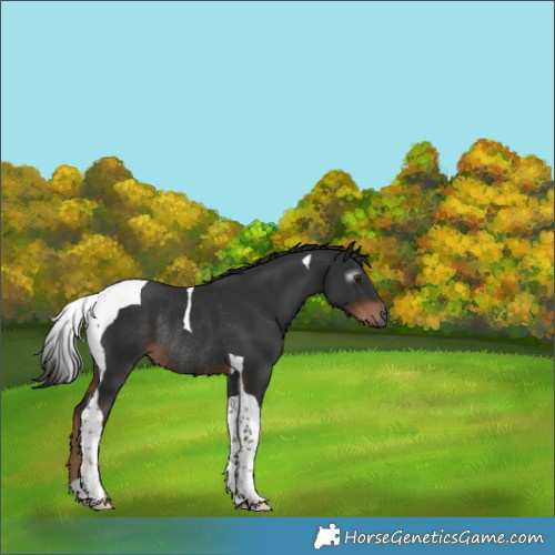 Horse Color:Gray Liver Chestnut Tobiano Rabicano 