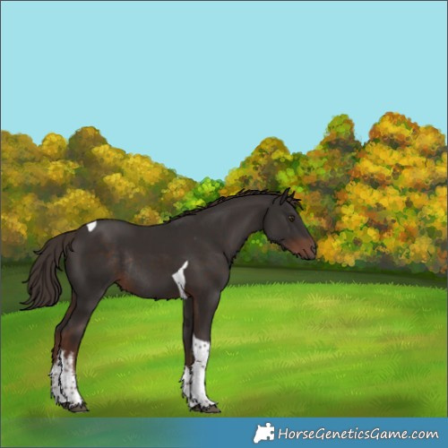 Horse Color:White Spotted Liver Chestnut Tobiano Rabicano 