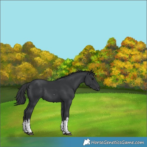 Horse Color:White Spotted Black Tobiano Rabicano 