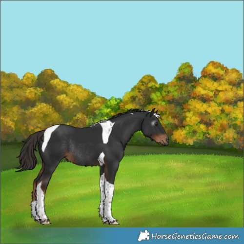 Horse Color:Gray Liver Chestnut Tobiano Rabicano 