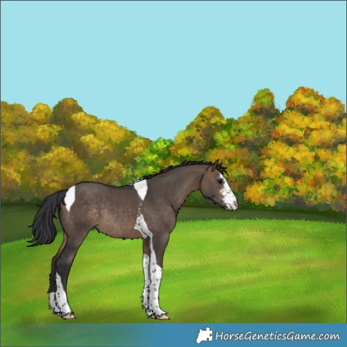 Horse Color:Brown Dun Sabino Tobiano Rabicano 