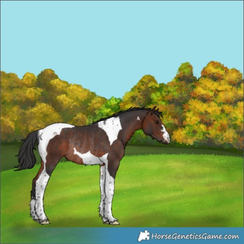 Horse Color:Brown Tobiano Rabicano 