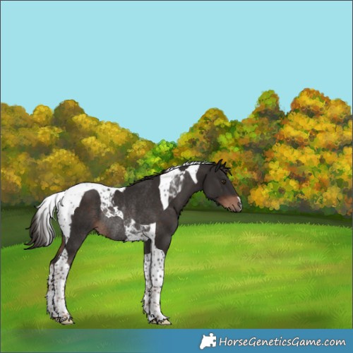 Horse Color:Liver Chestnut Tobiano Rabicano 