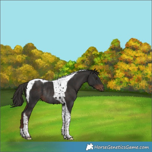 Horse Color:Liver Chestnut Tobiano Rabicano 