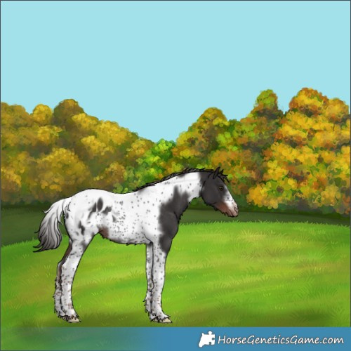 Horse Color:Liver Chestnut Tobiano Frame Appaloosa Rabicano 