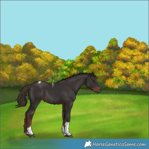 Horse Color:Liver Chestnut Tobiano Rabicano 