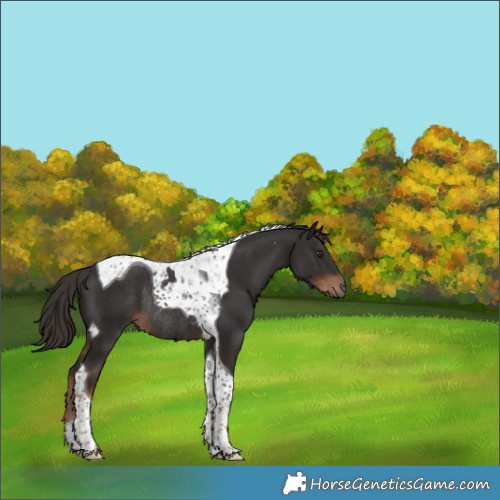 Horse Color:Liver Chestnut Tobiano Rabicano 