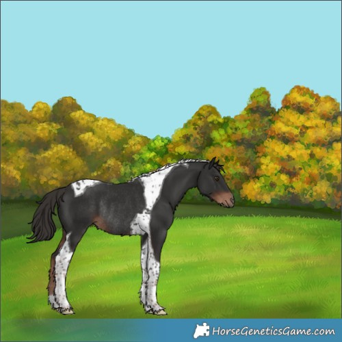 Horse Color:Liver Chestnut Tobiano Rabicano 