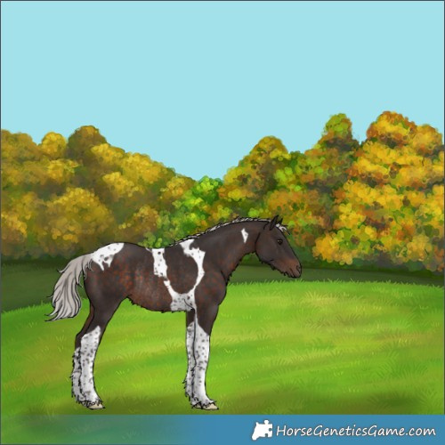 Horse Color:Silver Brown Tobiano Rabicano 