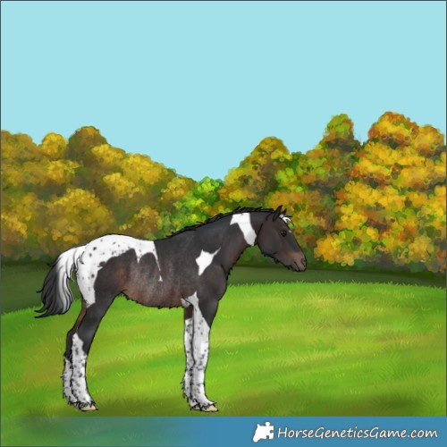 Horse Color:Brown Tobiano Rabicano 