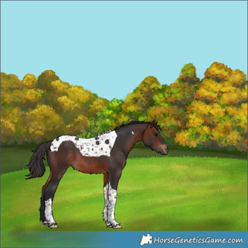 Horse Color:Bay Tobiano Rabicano 