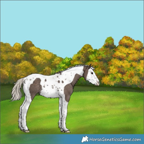 Horse Color:Silver Black Splash Tobiano Rabicano 