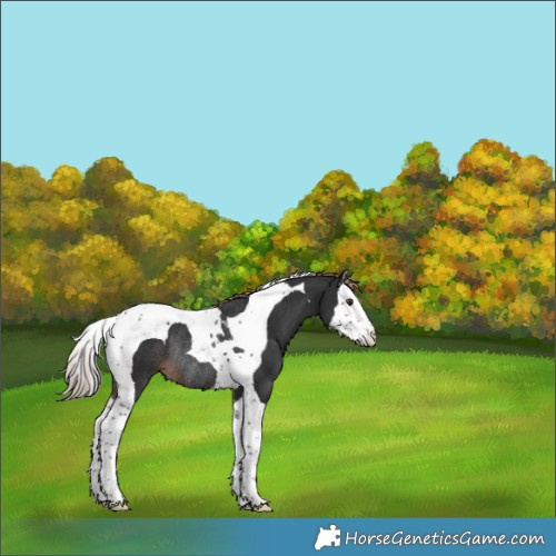 Horse Color:Liver Chestnut Splash Tobiano Rabicano 