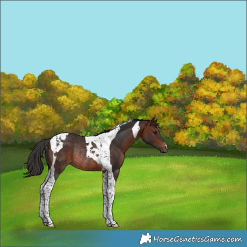 Horse Color:Brown Tobiano Rabicano 
