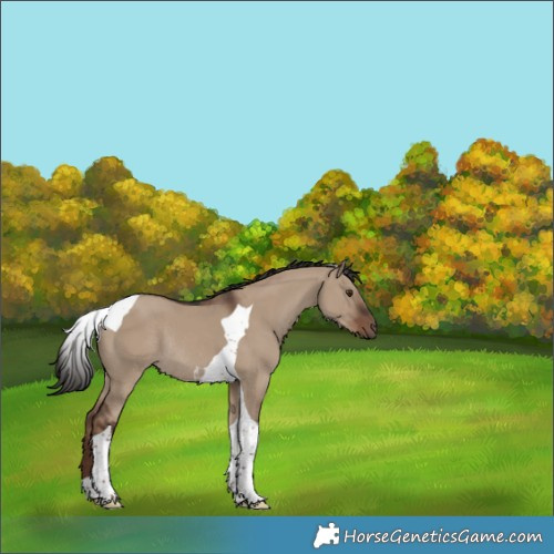 Horse Color:Liver Red Dun Tobiano Rabicano 