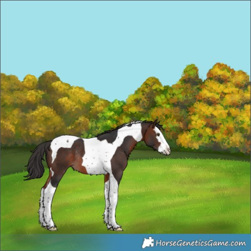 Horse Color:Brown Splash Tobiano Rabicano 