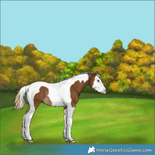 Horse Color:Chocolate Palomino Splash Tobiano Rabicano 