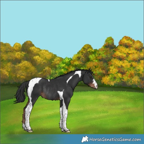 Horse Color:Liver Chestnut Tobiano Rabicano 