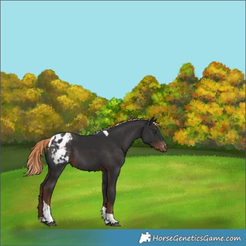 Horse Color:Liver Chestnut Tobiano Appaloosa Rabicano 