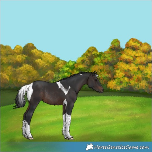 Horse Color:Brown Tobiano Rabicano 