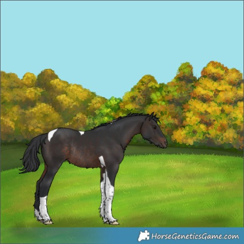 Horse Color:Brown Tobiano Rabicano 