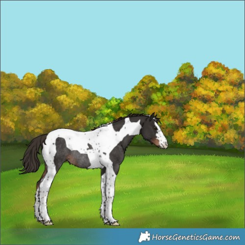 Horse Color:Liver Chestnut Tobiano Rabicano 