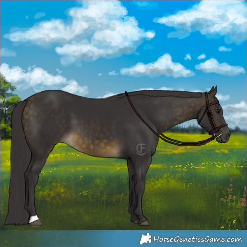 Horse Color:Buckskin 