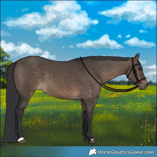Horse Color:Brown Dun 