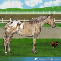 Horse Color:Chocolate Palomino Dun Blanket Brindle 