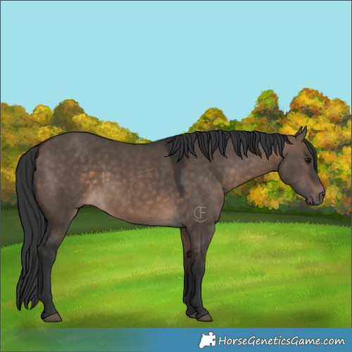 Horse Color:Brown Dun 