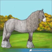 Horse Color:Silver Blue Roan Splash 