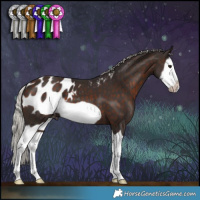 Horse Color:Silver Brown Splash Frame Appaloosa 