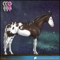 Horse Color:Silver Brown Splash Frame Appaloosa 