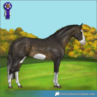 Horse Color:Buckskin Splash Frame