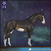 Horse Color:Buckskin Splash Frame 