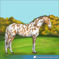 Horse Color:Silver Buckskin Splash Near Leopard 